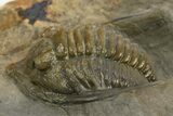 Multi-Toned Diademaproetus Trilobite - Ofaten, Morocco #310521-3